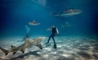 Divers in ocean swimming with sharks